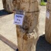 Memorial stone petrified wood 54290