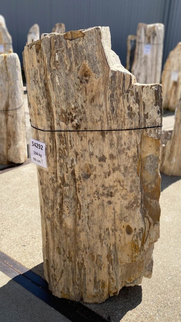 Memorial stone petrified wood 54292