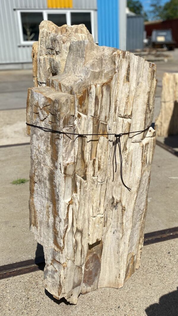 Memorial stone petrified wood 54292