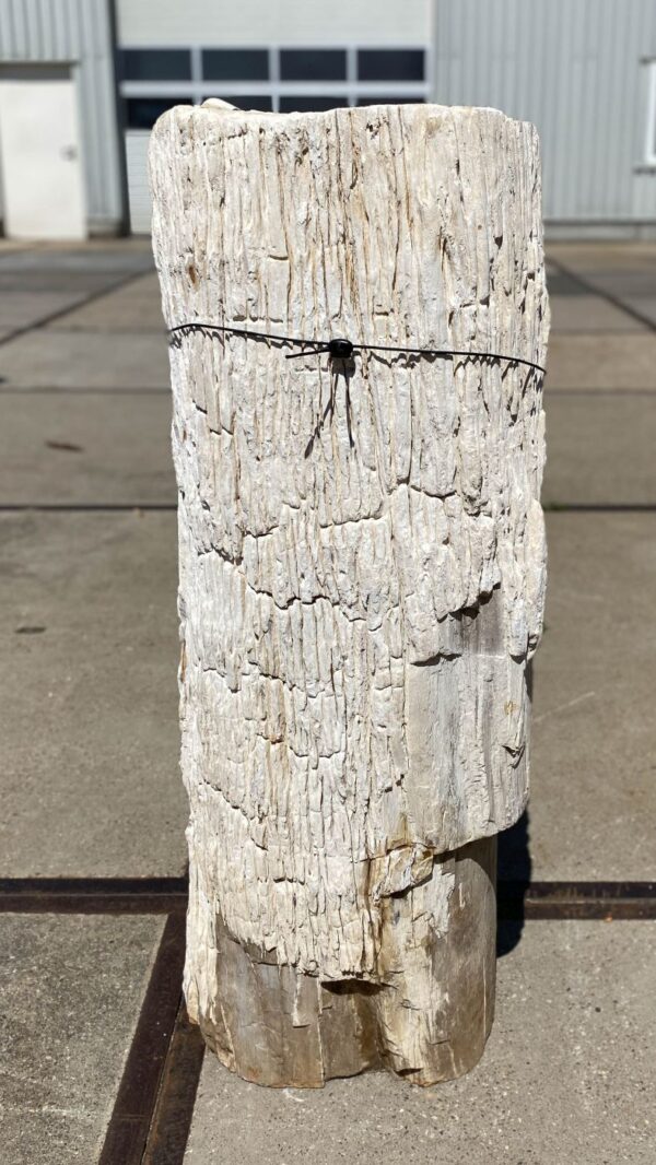 Memorial stone petrified wood 54295