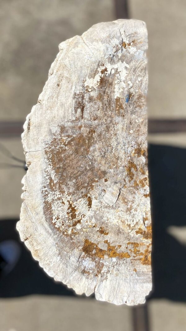 Memorial stone petrified wood 54295