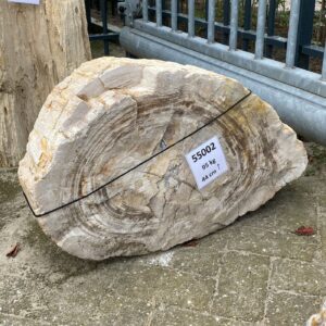 Memorial stone petrified wood 55002