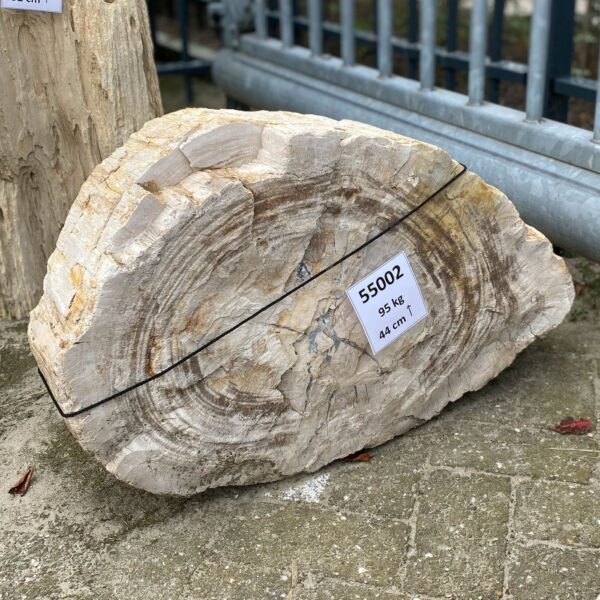 Memorial stone petrified wood 55002