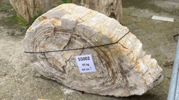 Memorial stone petrified wood 55002