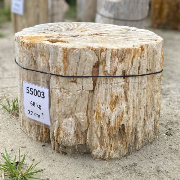 Memorial stone petrified wood 55003