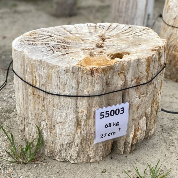 Memorial stone petrified wood 55003