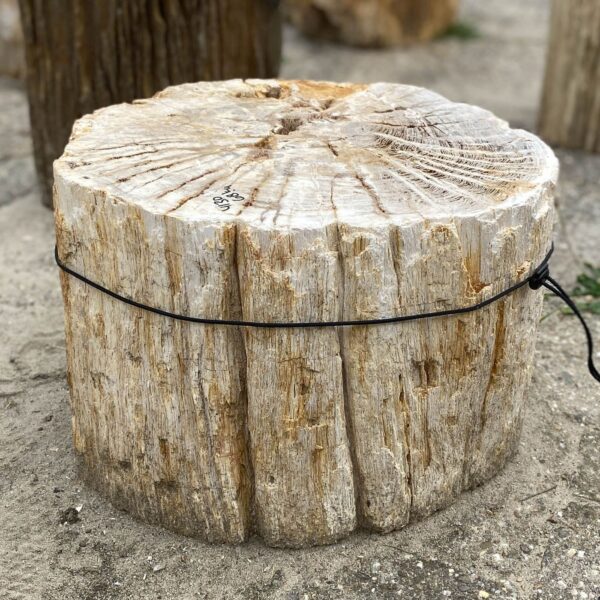 Memorial stone petrified wood 55003