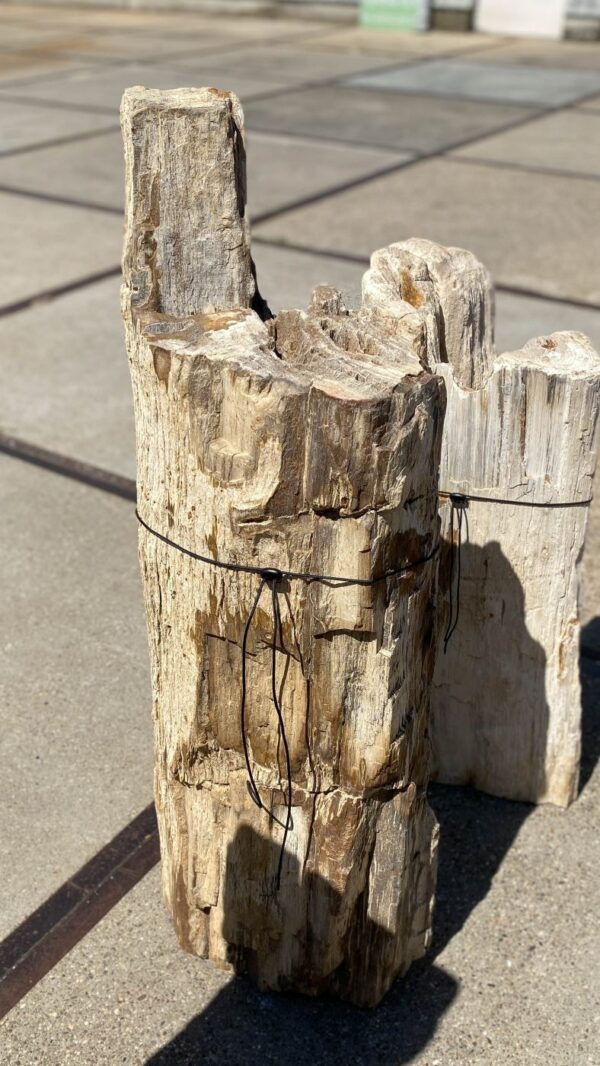 Memorial stone petrified wood 55006