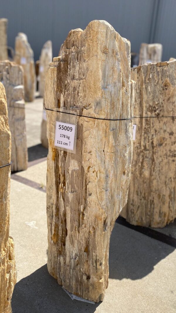 Memorial stone petrified wood 55009