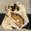 Memorial stone petrified wood 55009