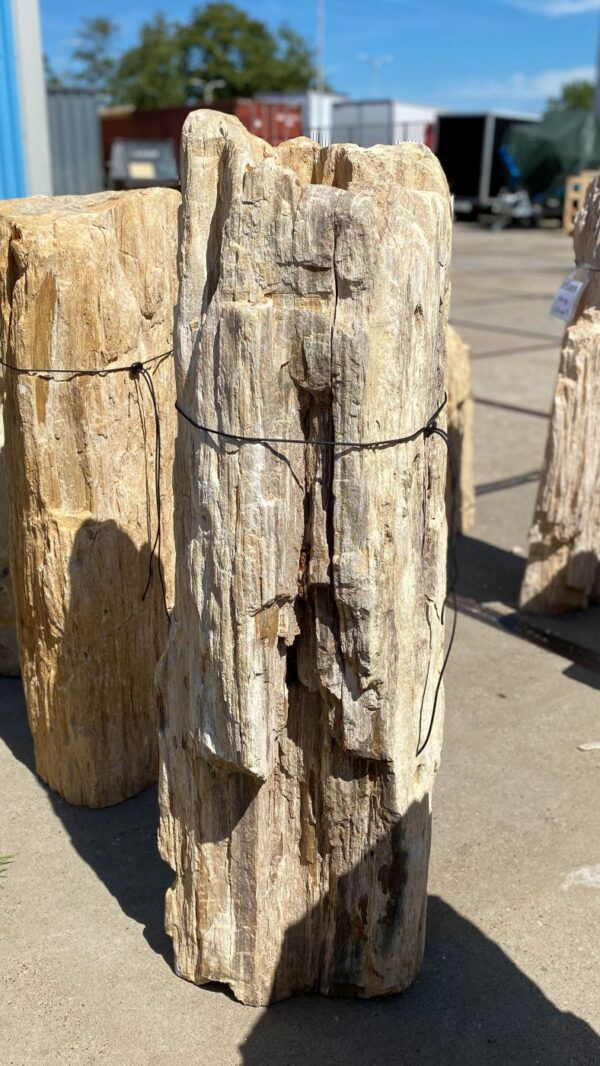 Memorial stone petrified wood 55009