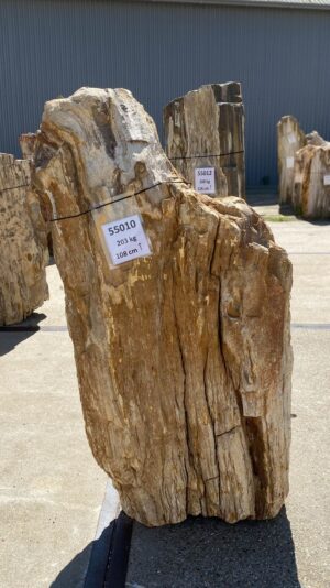 Memorial stone petrified wood 55010