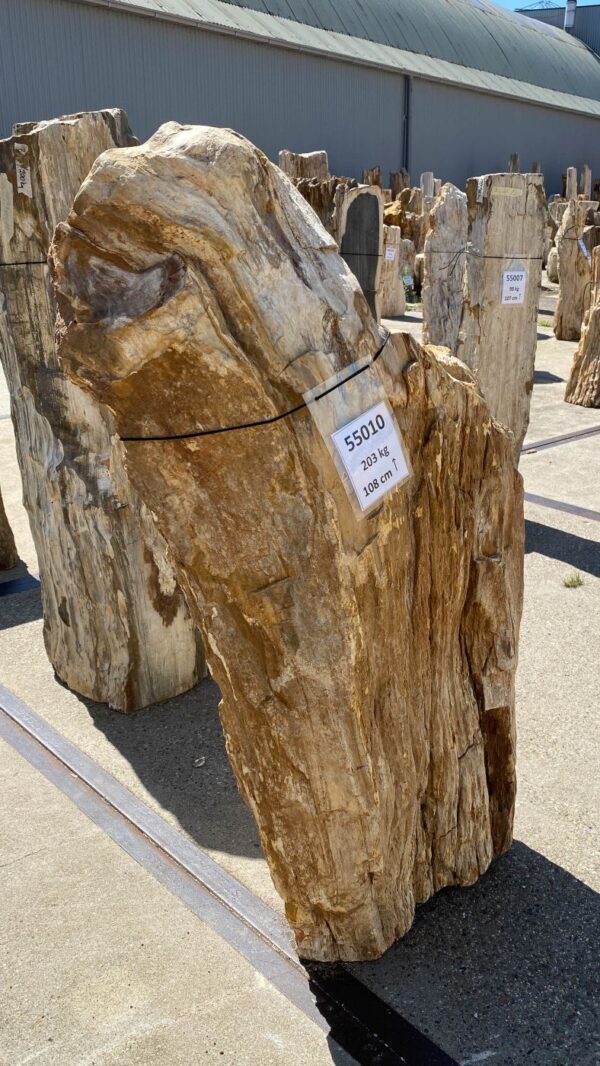 Memorial stone petrified wood 55010