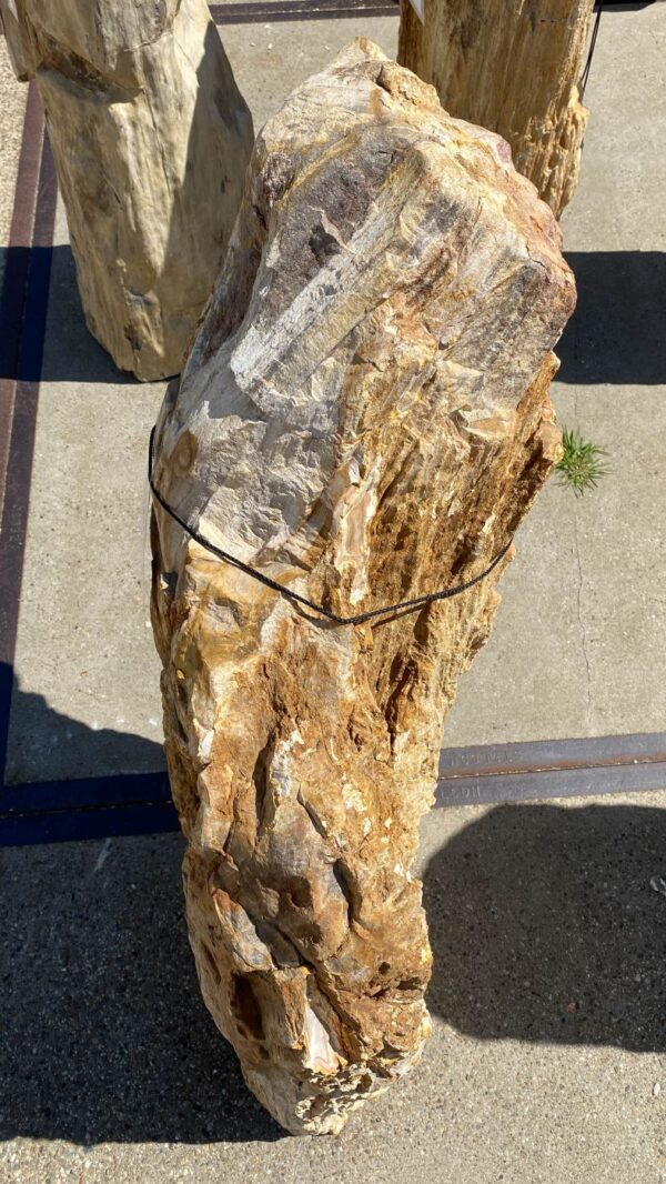 Memorial stone petrified wood 55010