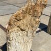 Memorial stone petrified wood 55010