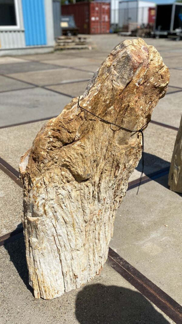 Memorial stone petrified wood 55010