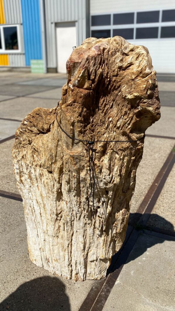 Memorial stone petrified wood 55010