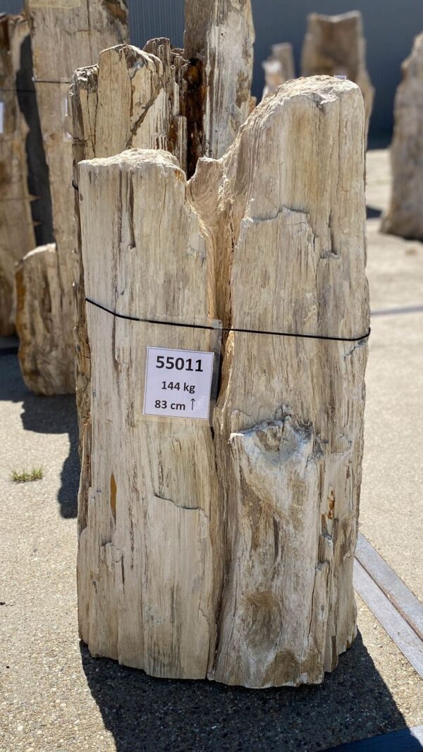 Memorial stone petrified wood 55011