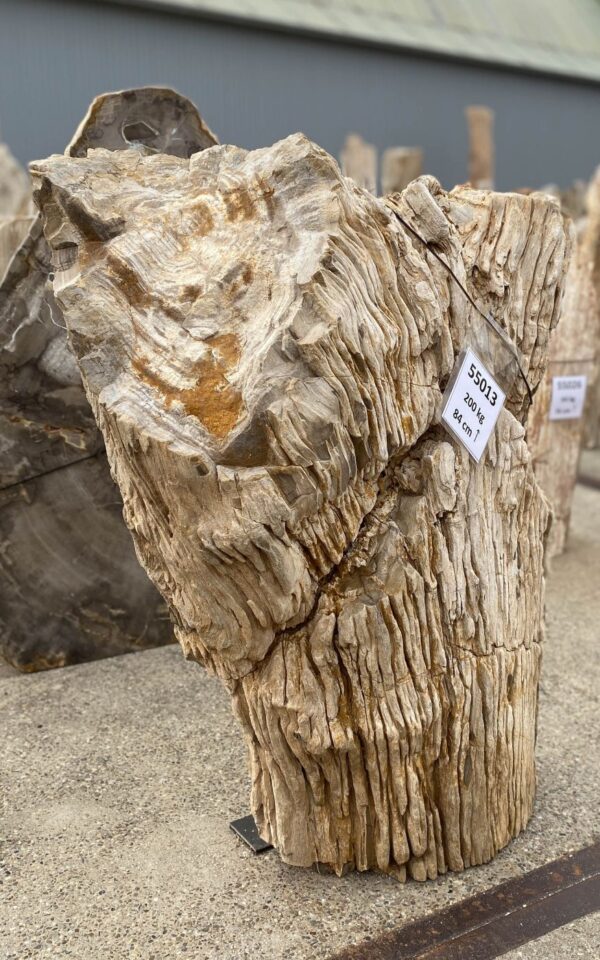 Memorial stone petrified wood 55013