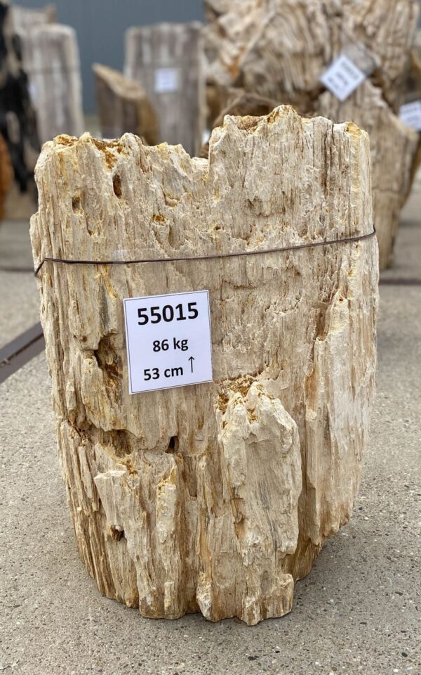 Memorial stone petrified wood 55015