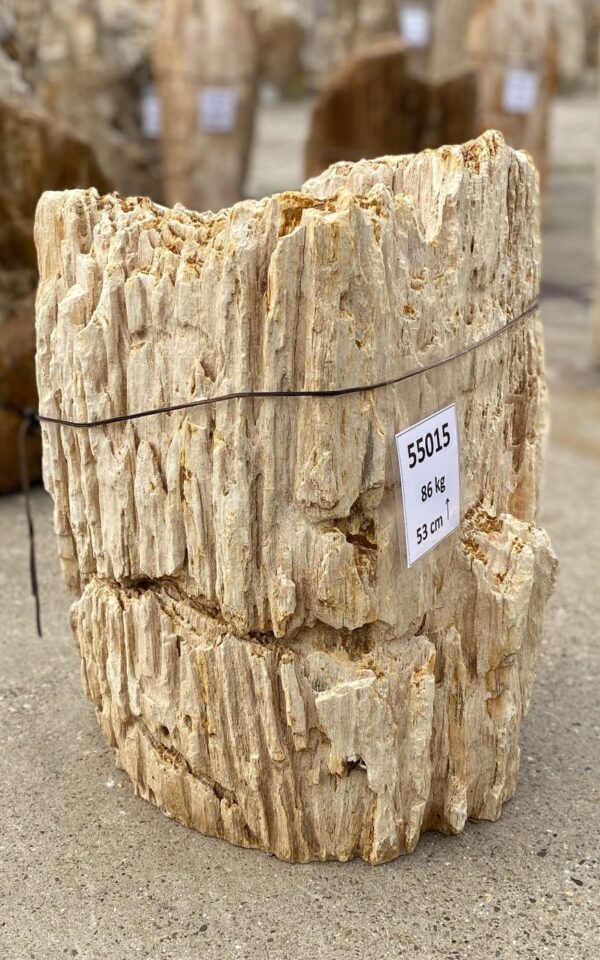 Memorial stone petrified wood 55015