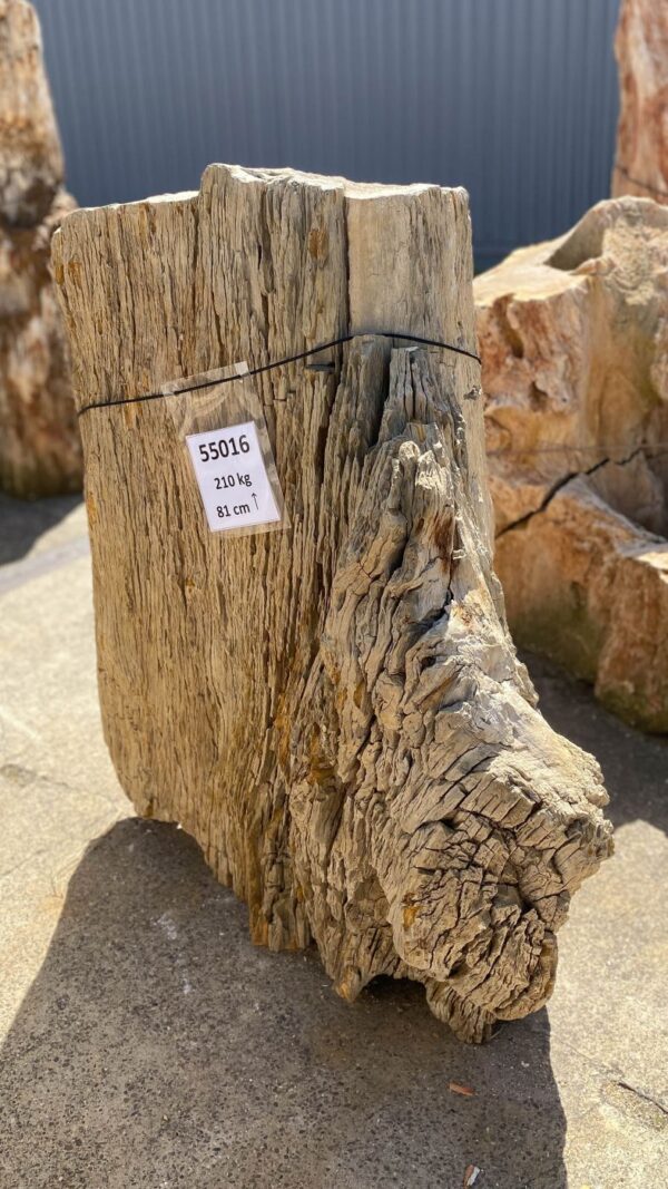 Memorial stone petrified wood 55016