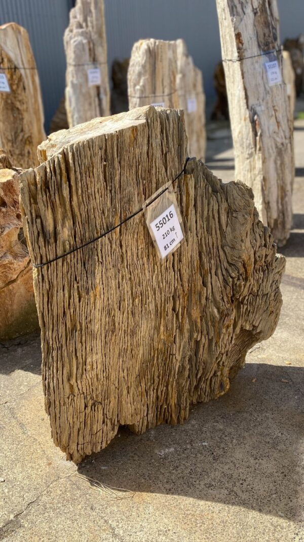 Memorial stone petrified wood 55016