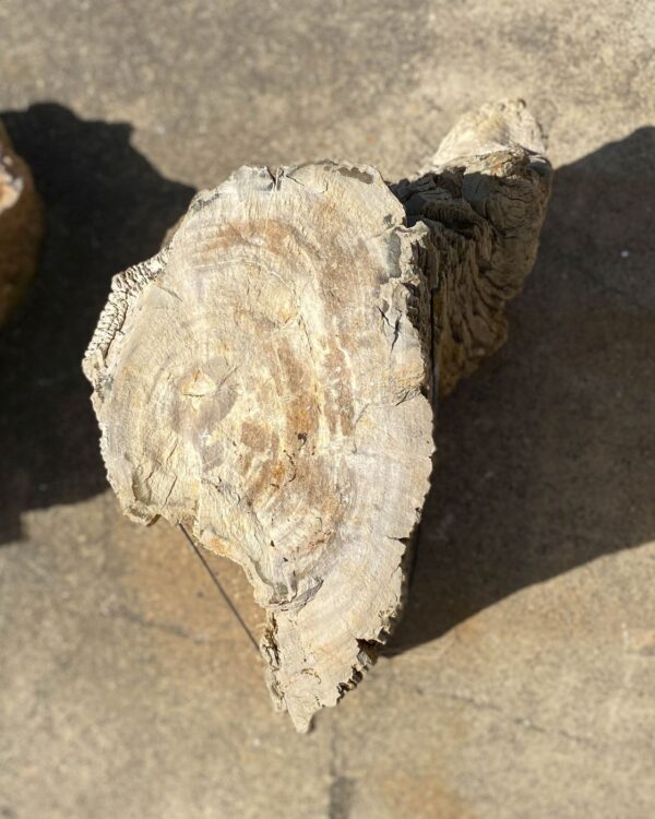 Memorial stone petrified wood 55016