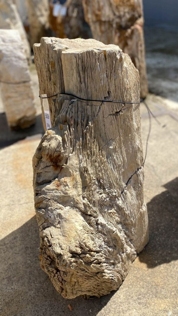 Memorial stone petrified wood 55016