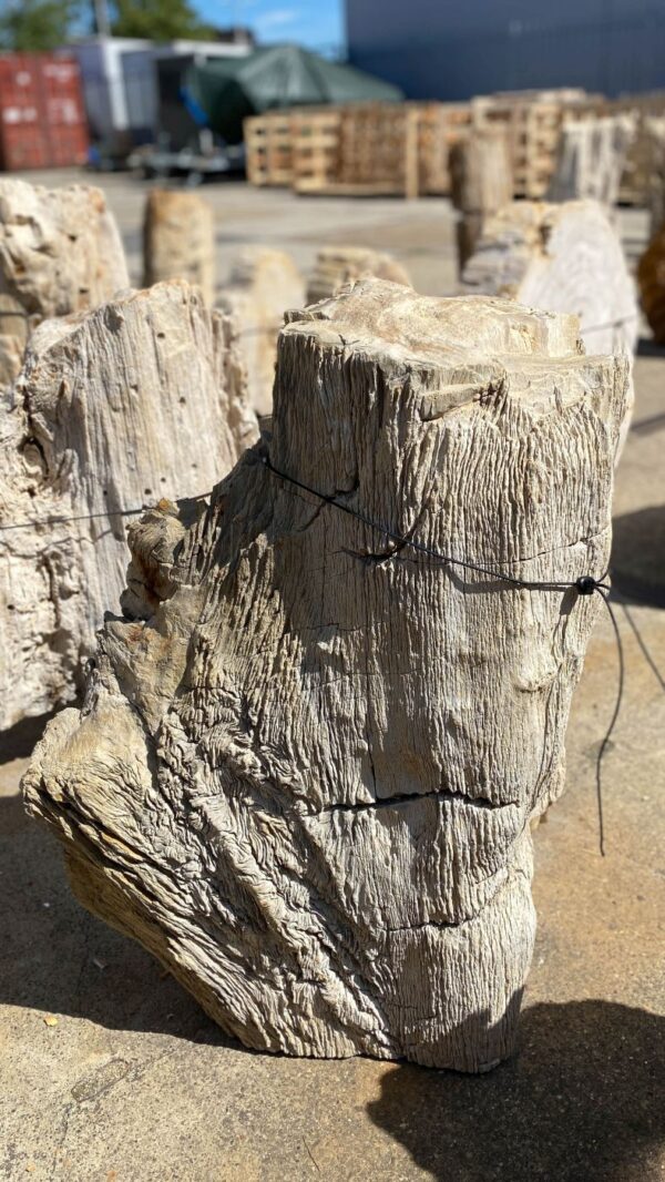 Memorial stone petrified wood 55016