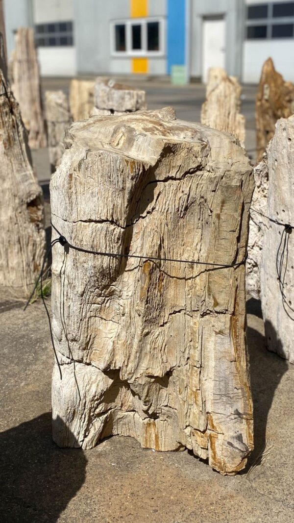 Memorial stone petrified wood 55016