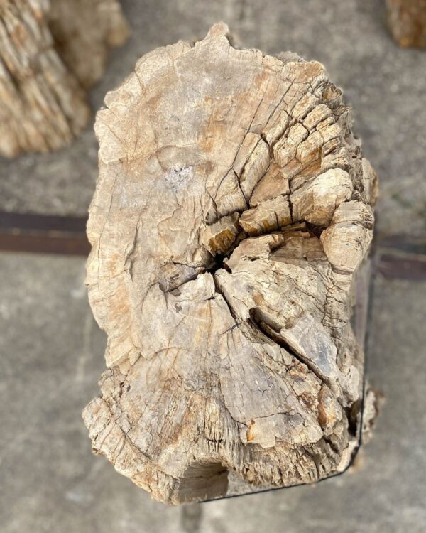 Memorial stone petrified wood 55017