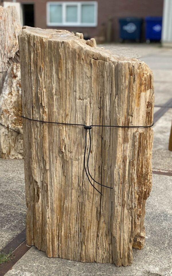 Memorial stone petrified wood 55017