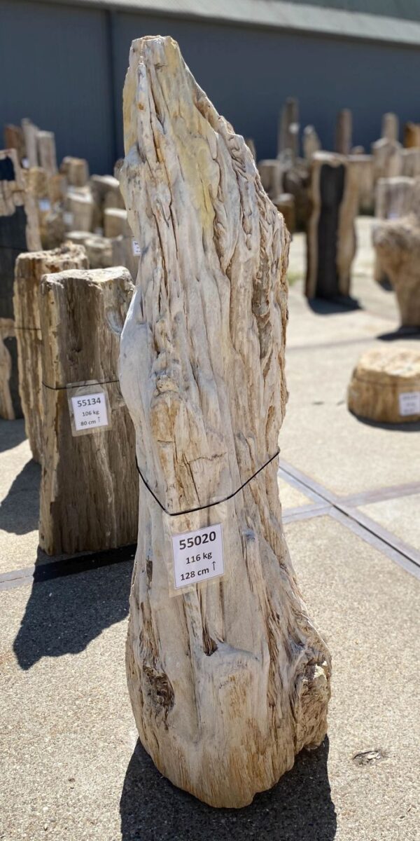 Memorial stone petrified wood 55020