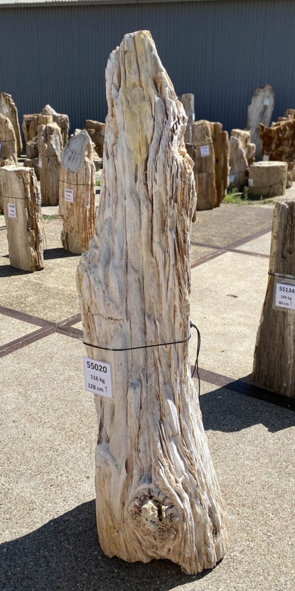 Memorial stone petrified wood 55020