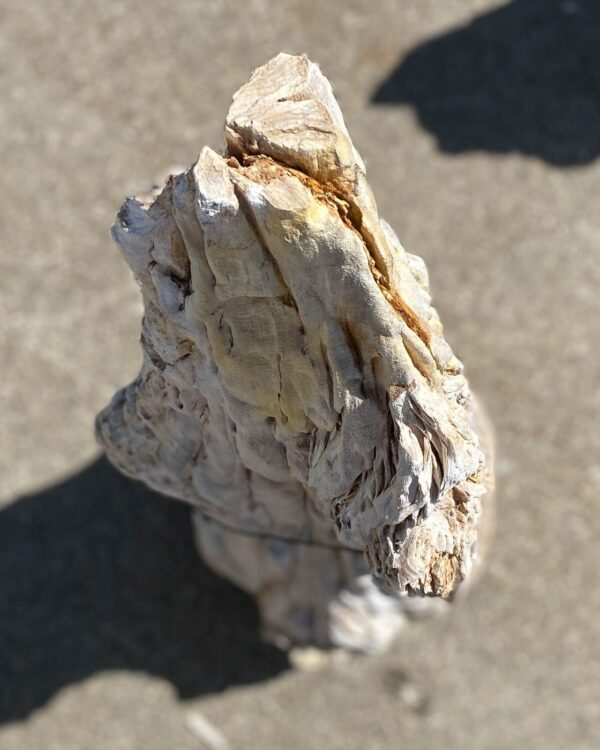 Memorial stone petrified wood 55020