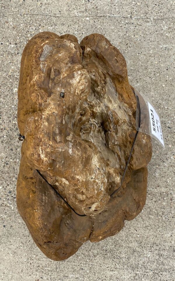 Memorial stone petrified wood 55021