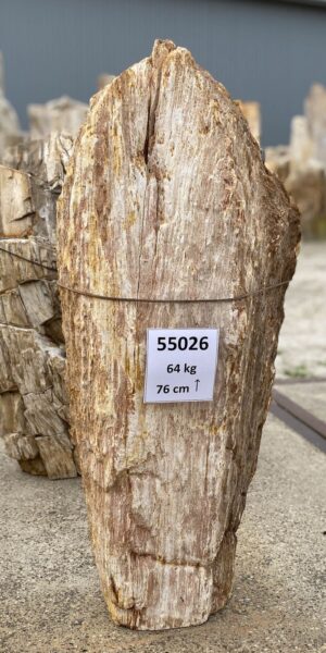 Memorial stone petrified wood 55026