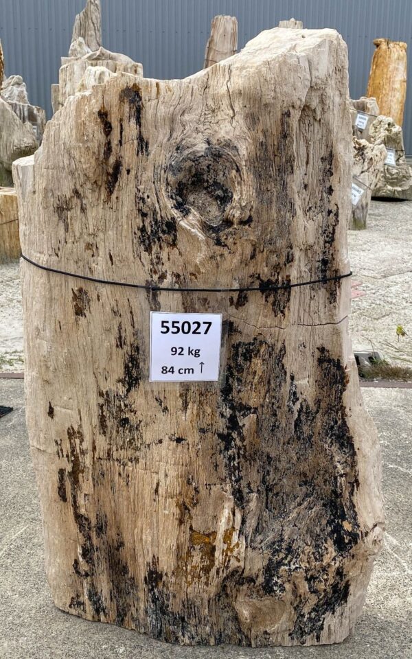 Memorial stone petrified wood 55027