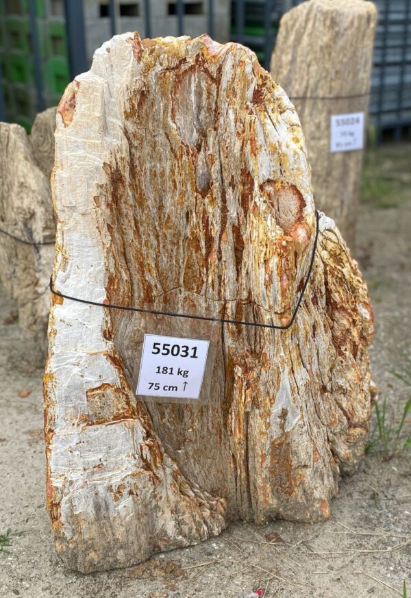 Memorial stone petrified wood 55031