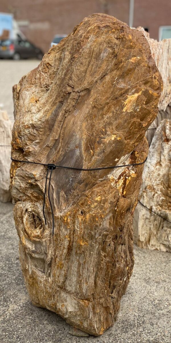 Memorial stone petrified wood 55032