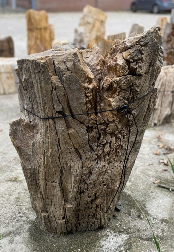 Memorial stone petrified wood 55033