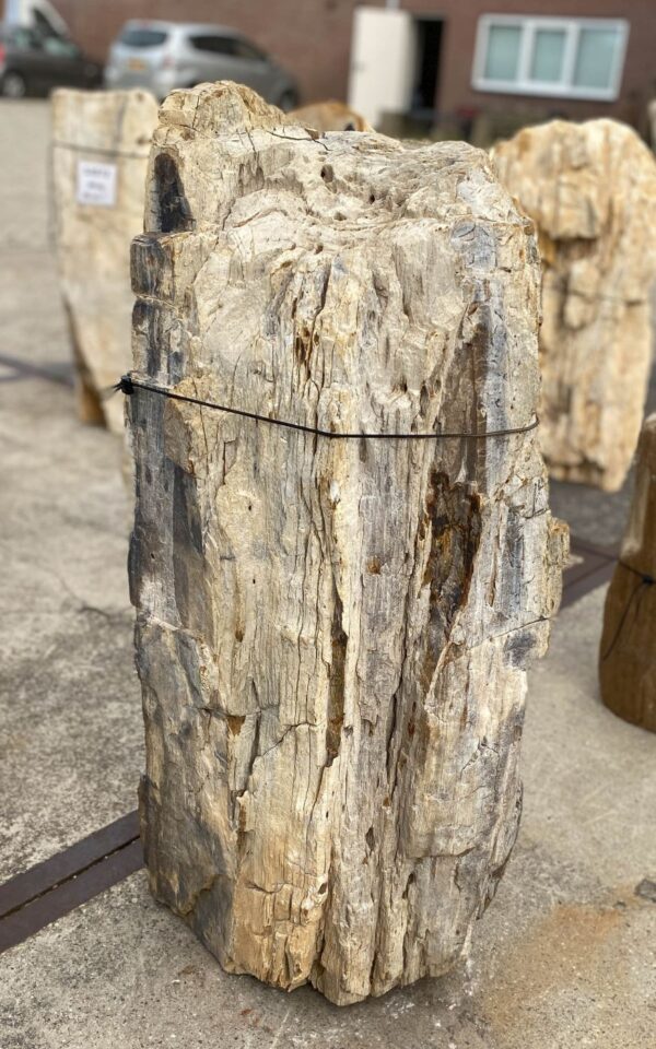 Memorial stone petrified wood 55035