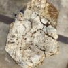 Memorial stone petrified wood 55035