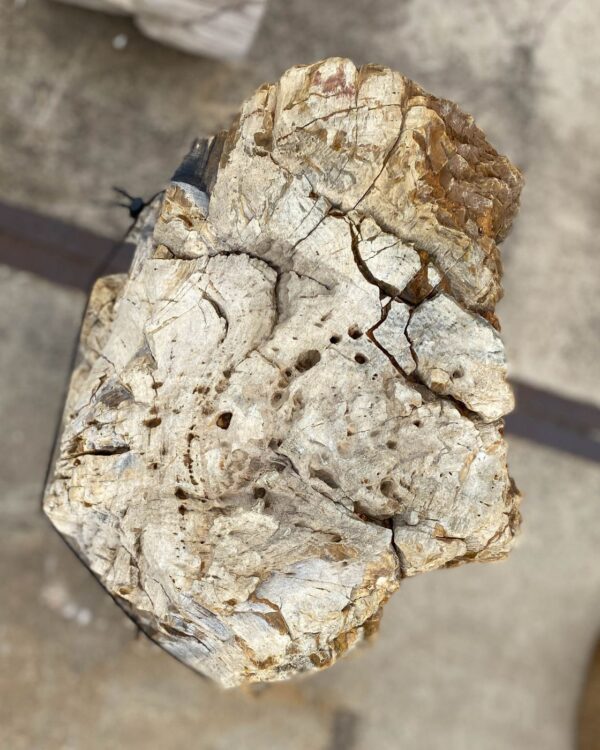 Memorial stone petrified wood 55035