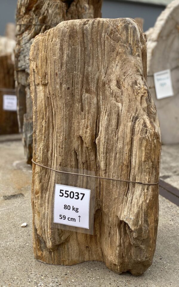 Memorial stone petrified wood 55037