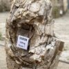 Memorial stone petrified wood 55038