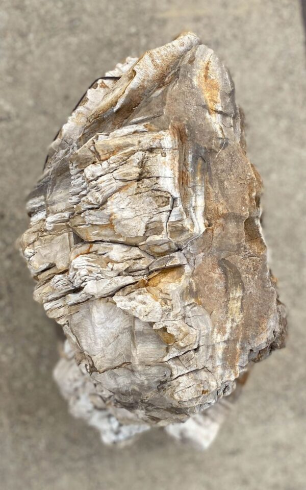 Memorial stone petrified wood 55038