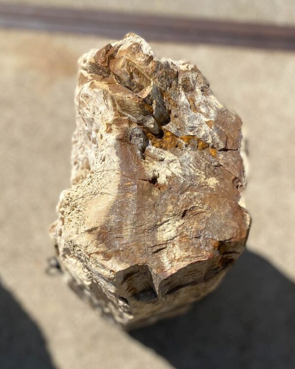 Memorial stone petrified wood 55044