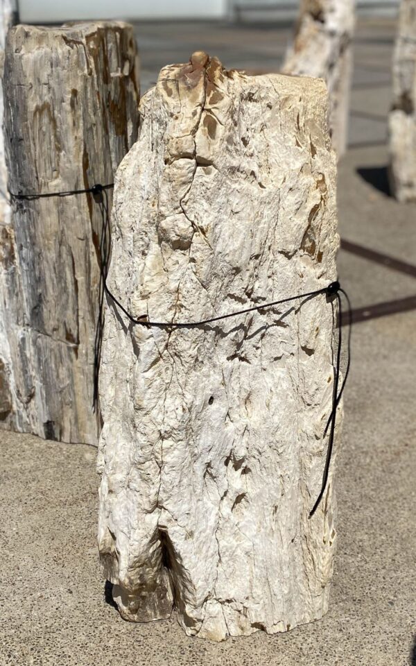 Memorial stone petrified wood 55044